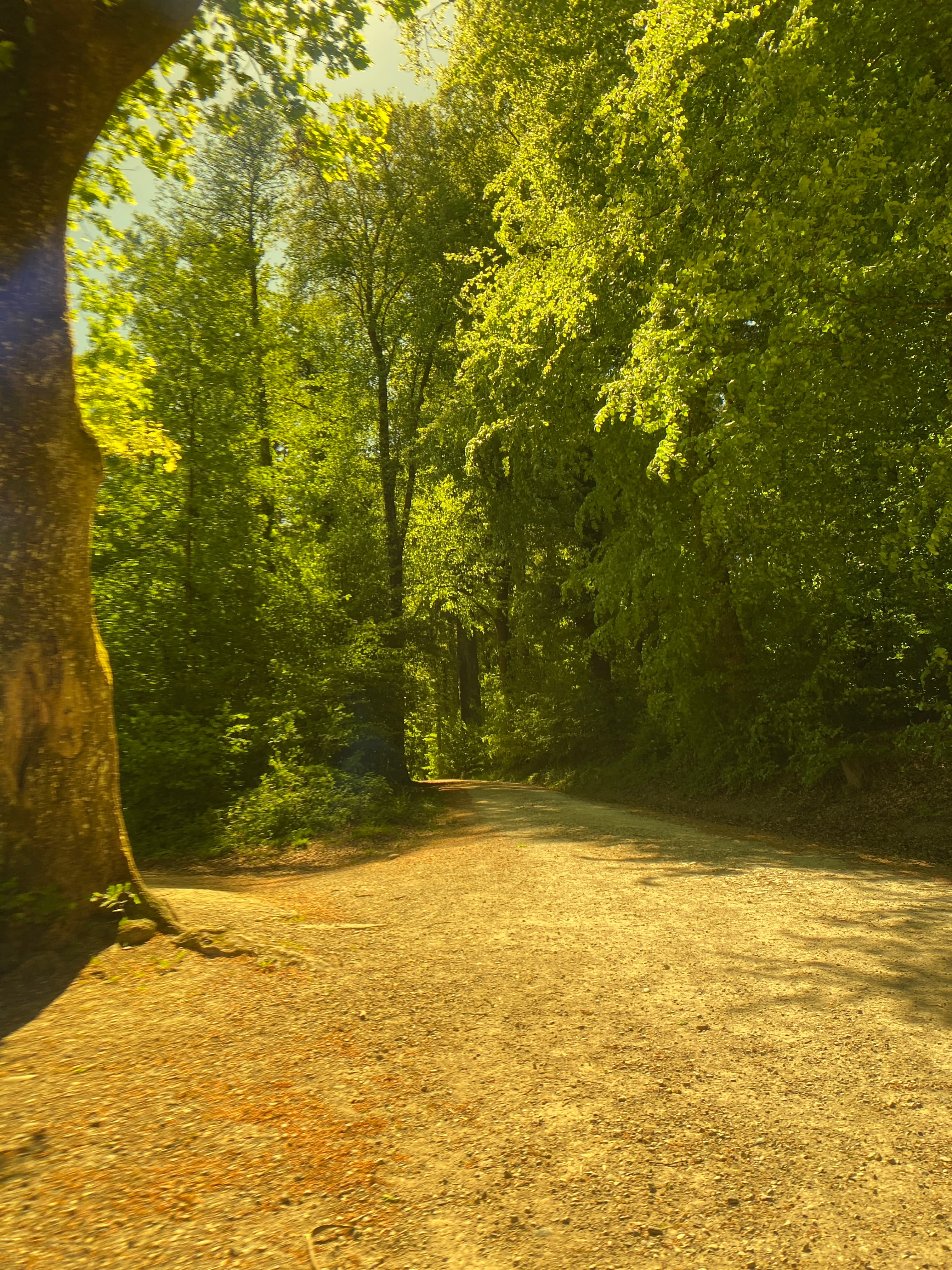 Frühmorgendliche Gehmeditation: Bewusstes Gehen in Stille und Natur