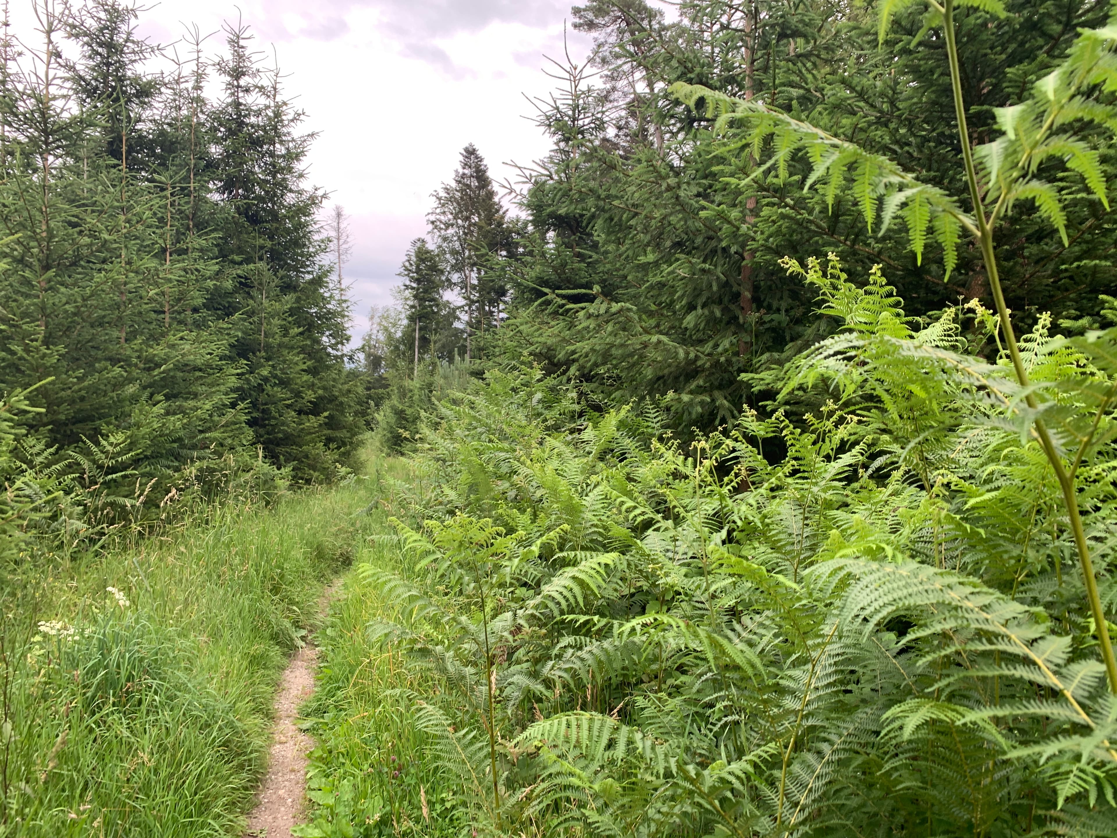 Waldbaden und Lachyoga – Achtsamkeit mitten im Wald