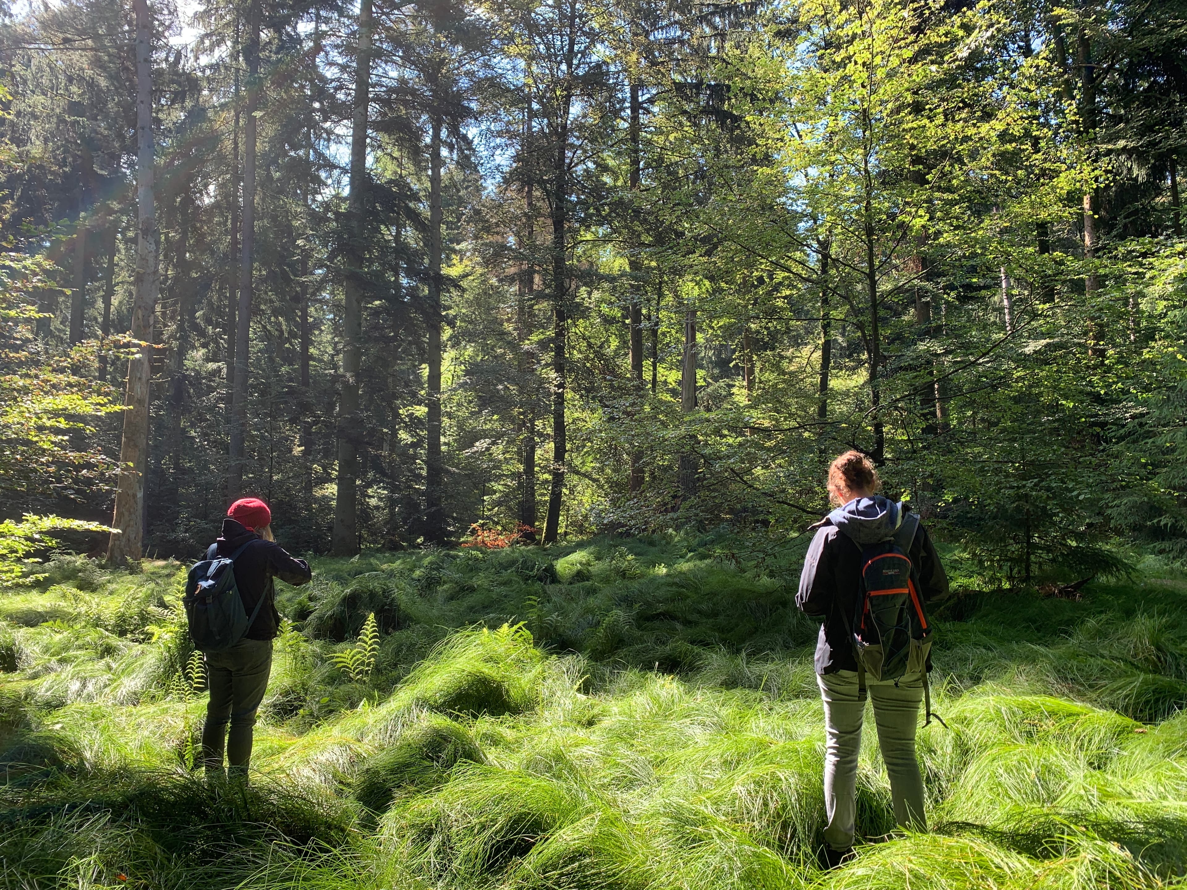 Nature Tour Aarau – Waldachtsamkeit/Waldbaden und Naturerlebnis pur