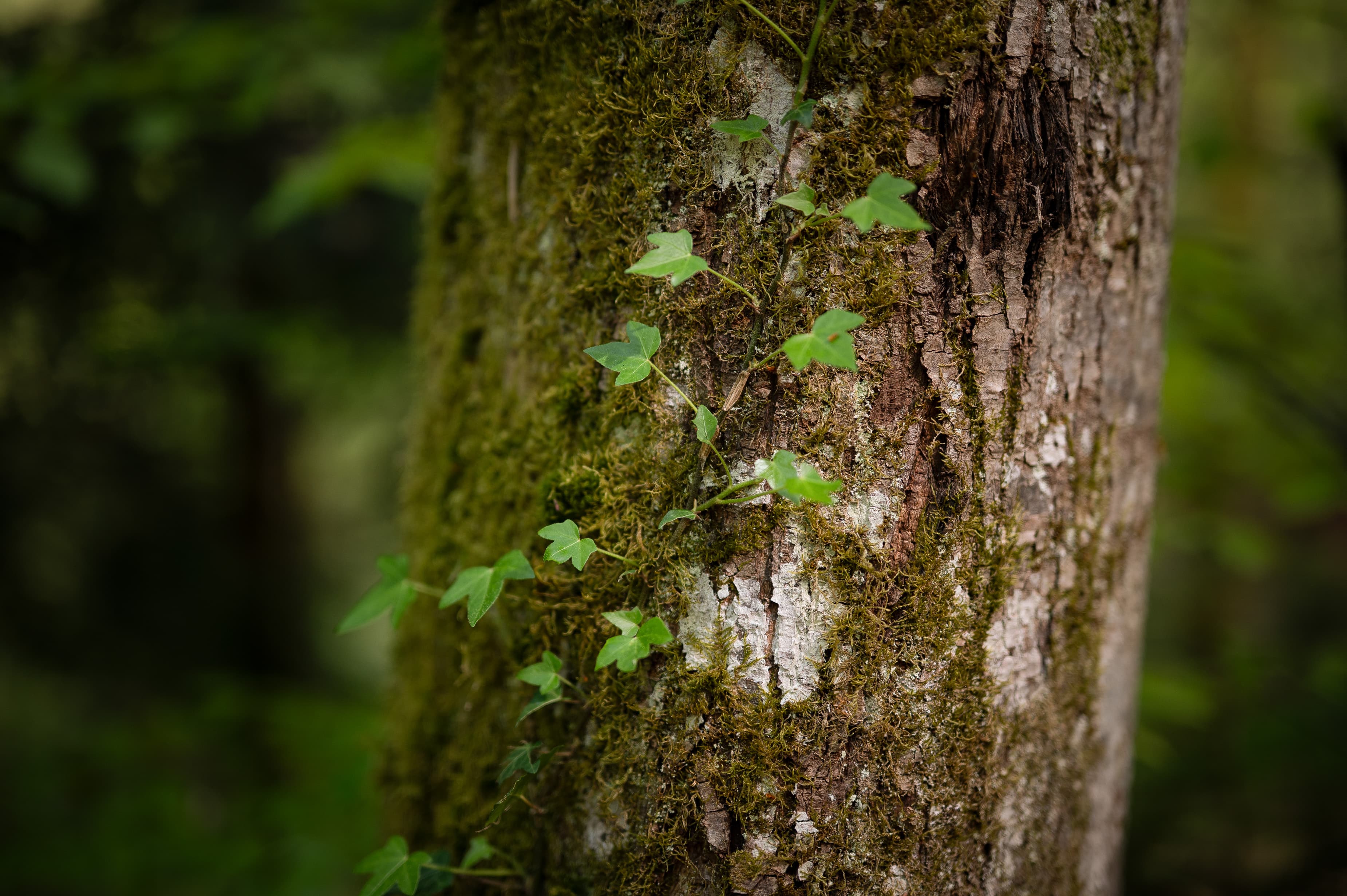 Waldmoment - Bleib in Bewegung, komm zur Ruhe - Den Wald mit allen Sinnen wahrnehmen