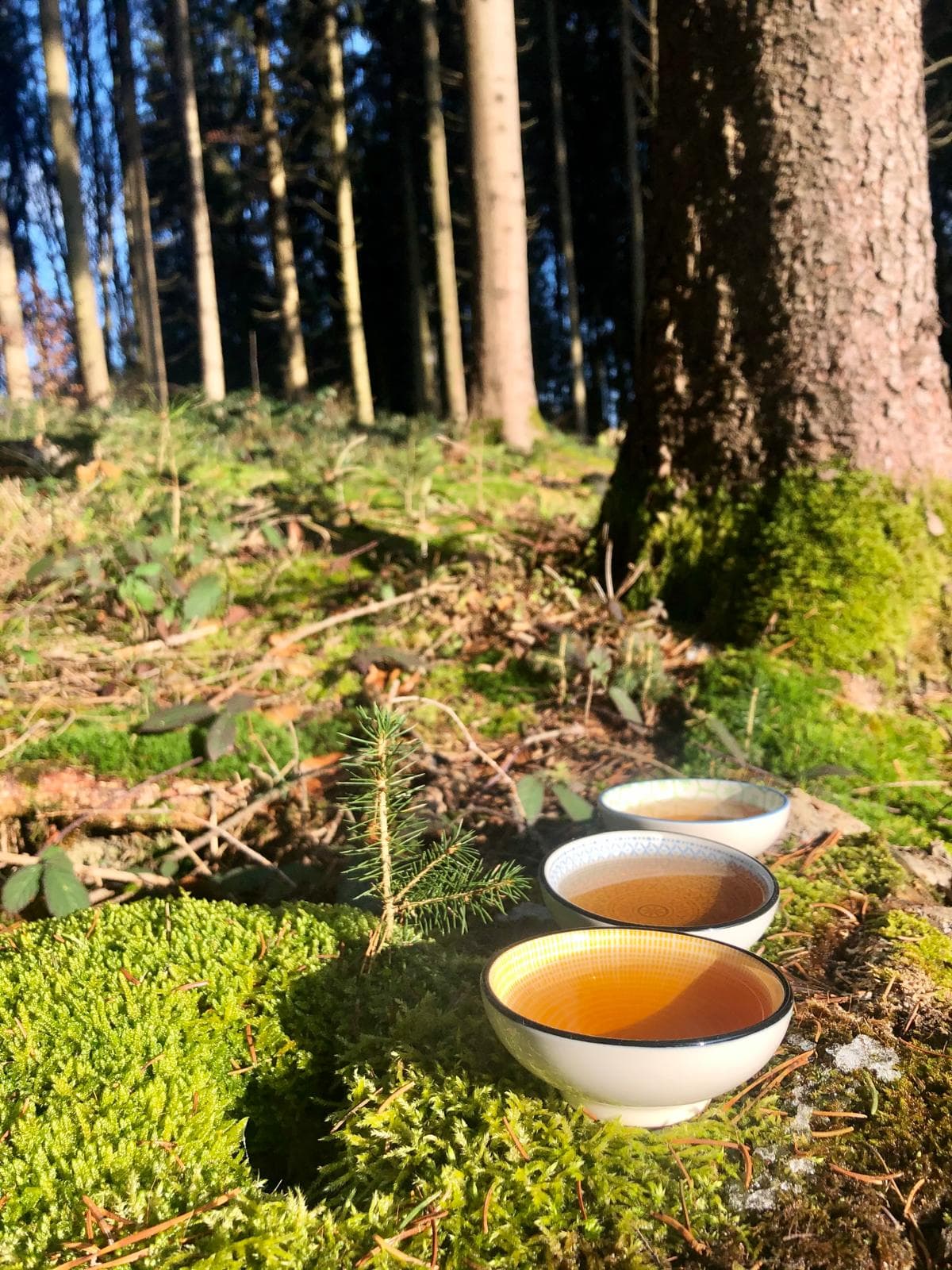 Shinrin Yoku / Waldbaden
